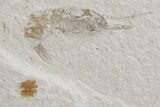 Cretaceous Fossil Shrimp - Lebanon #74527-1